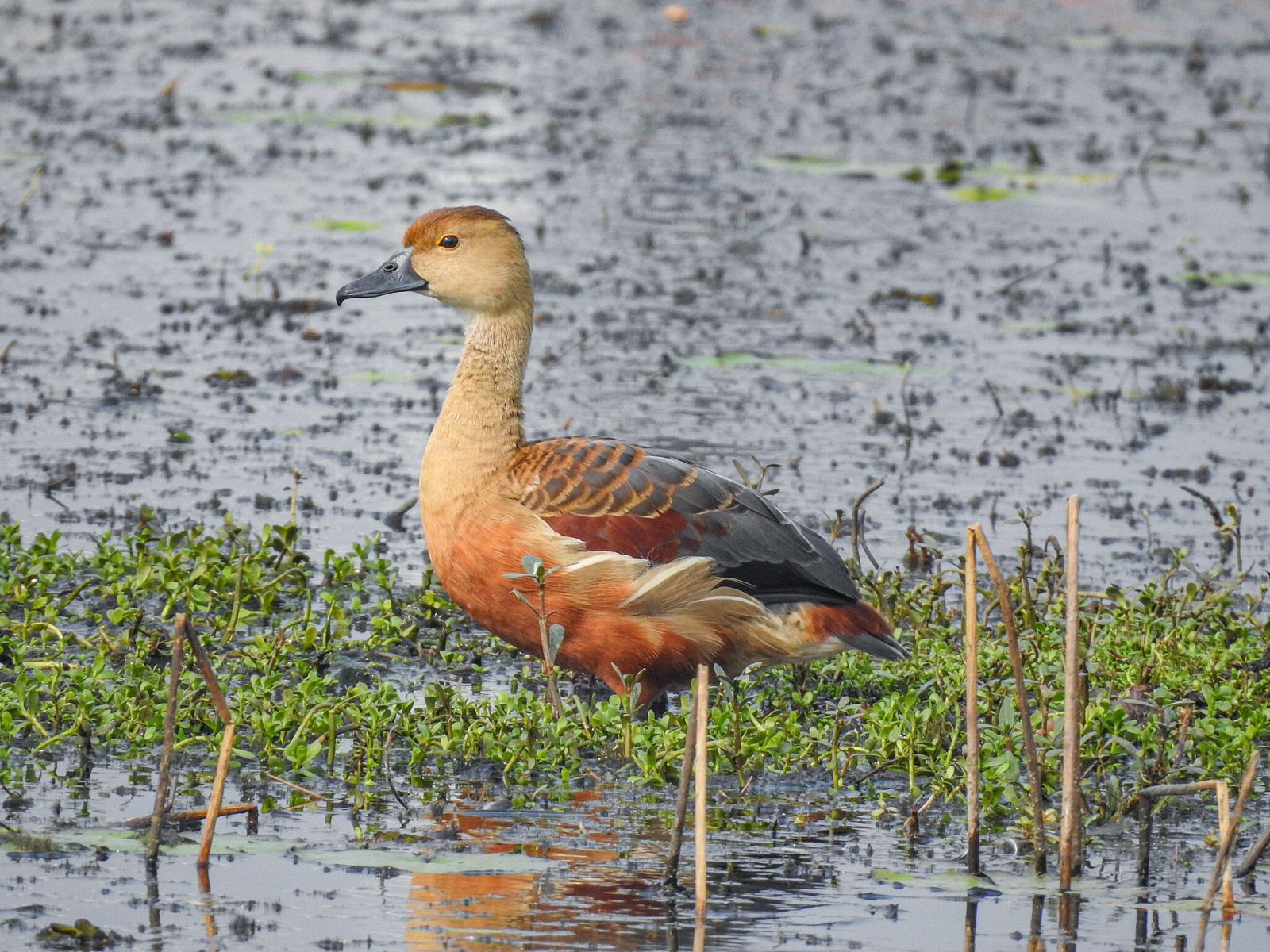 image Lesser Whistling-Duck